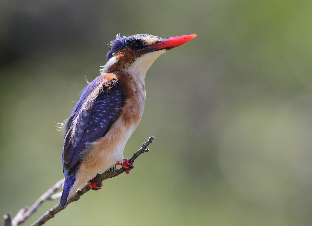 Malachite Kingfisher - ML447952791