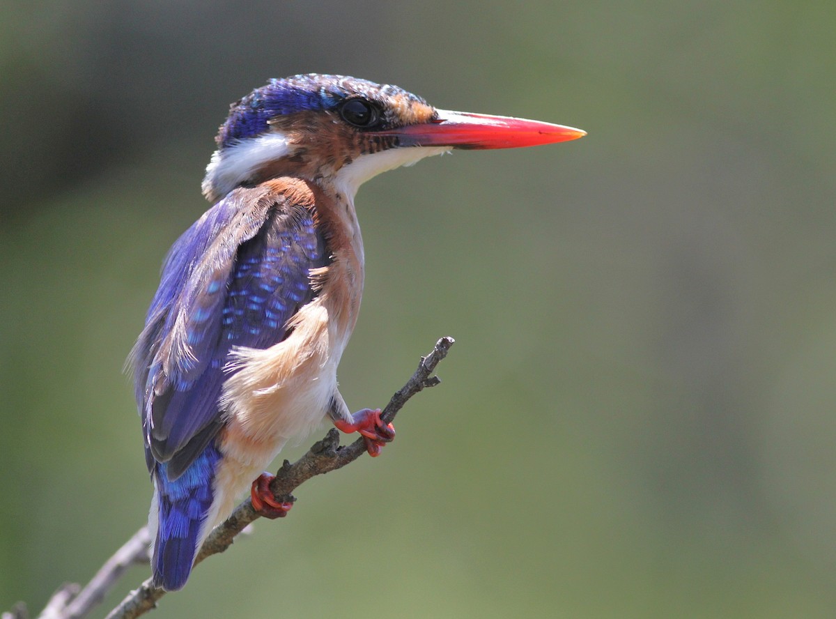 Malachite Kingfisher - ML447952811