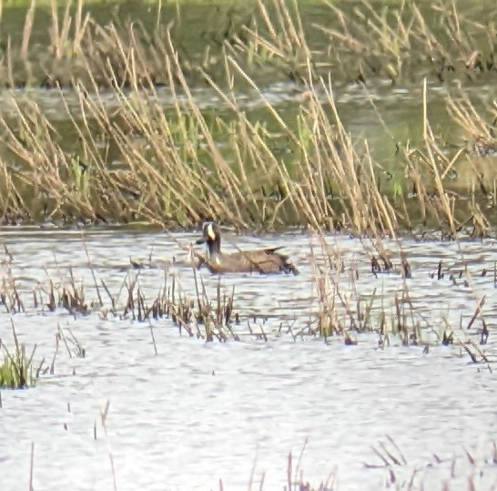 Blue-winged Teal - ML447954801