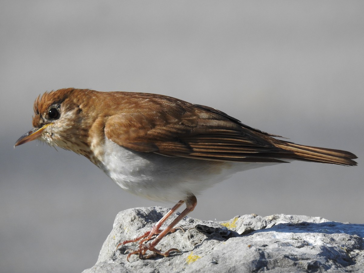 Veery - ML447956401