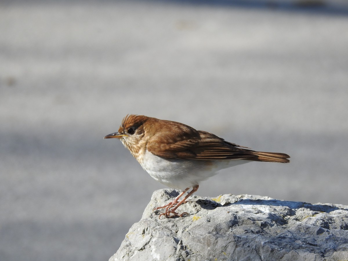 Veery - ML447956451