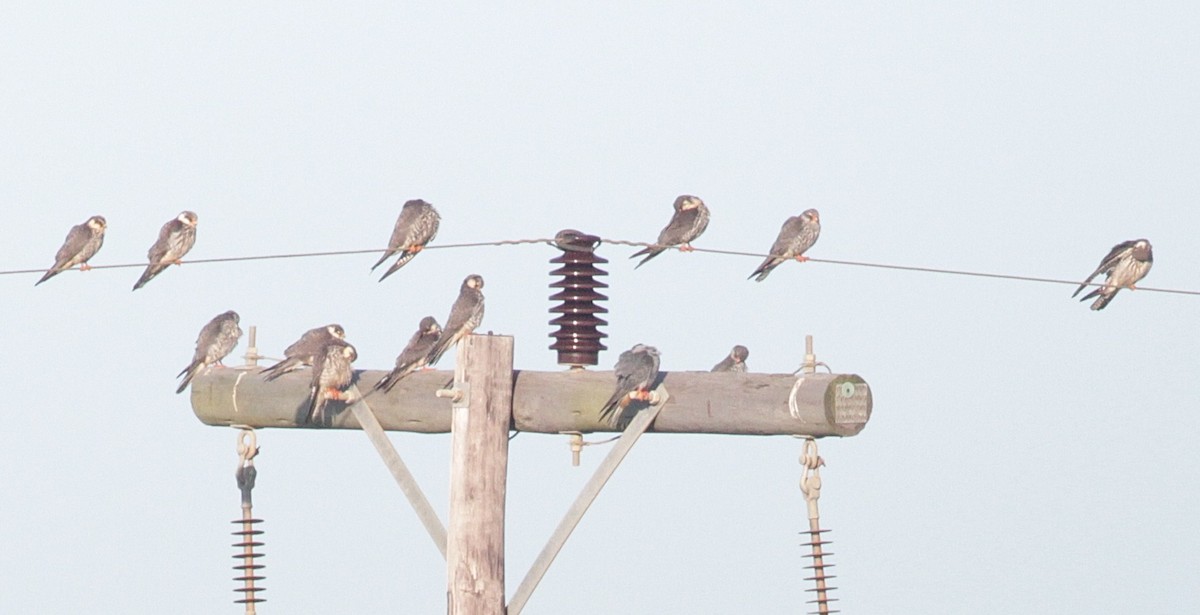 Amur Falcon - ML447958411