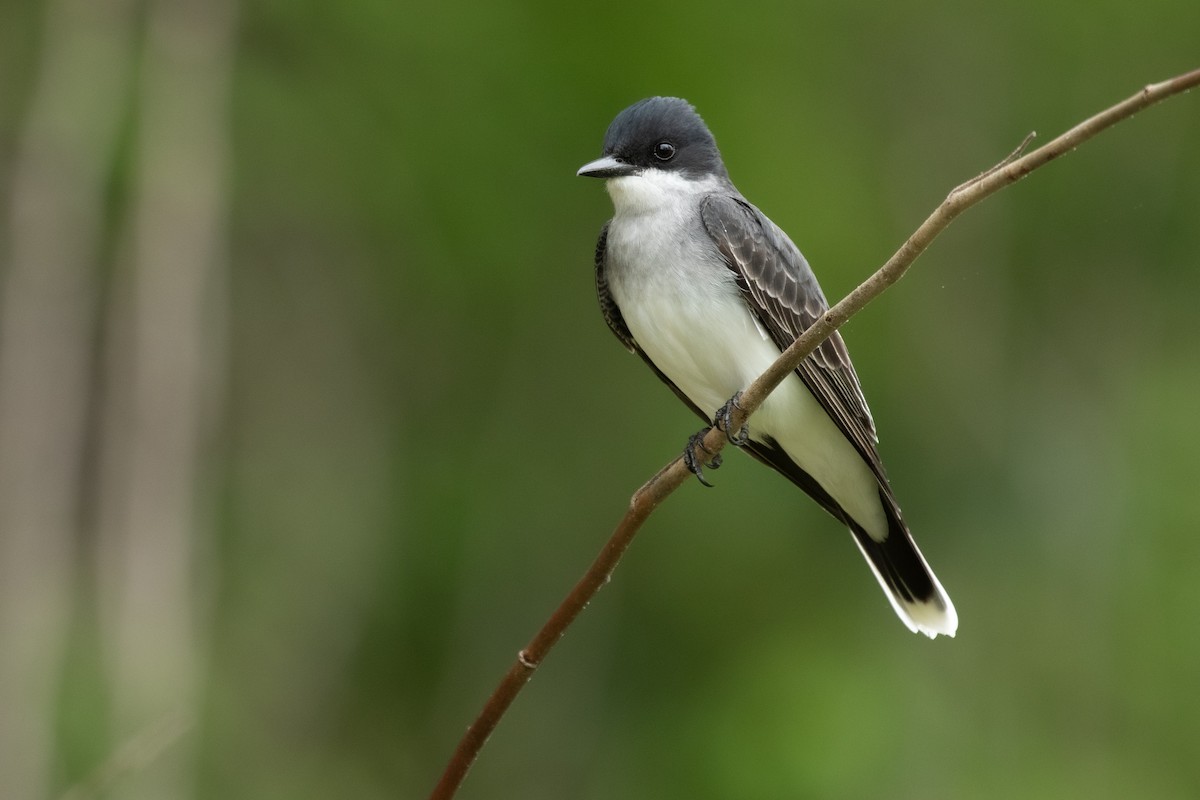 Eastern Kingbird - ML447959041