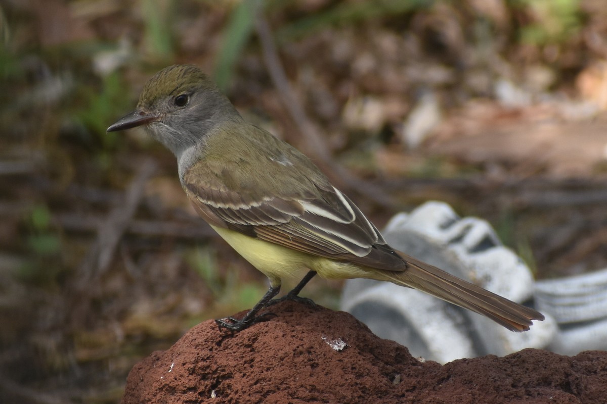 Great Crested Flycatcher - Kerri sloan