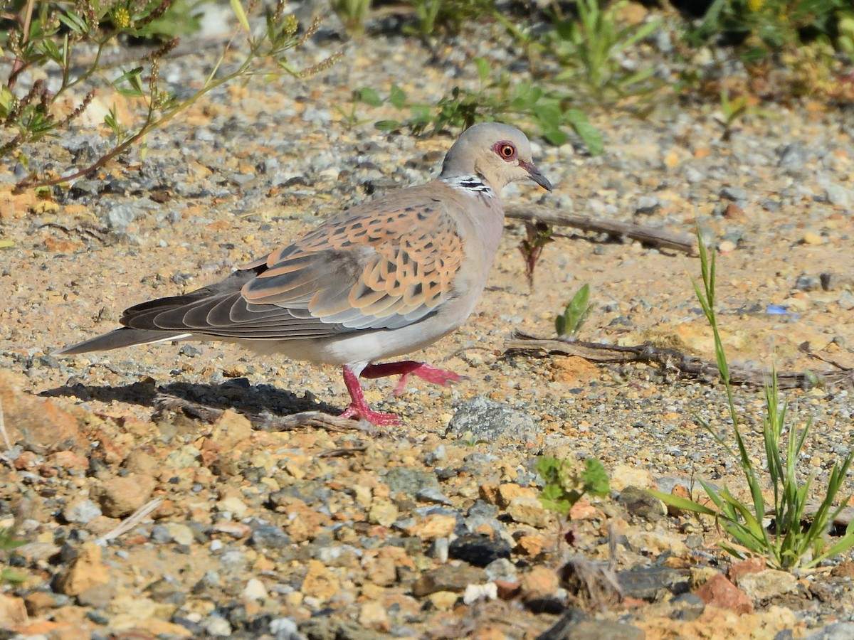 European Turtle-Dove - ML447960051