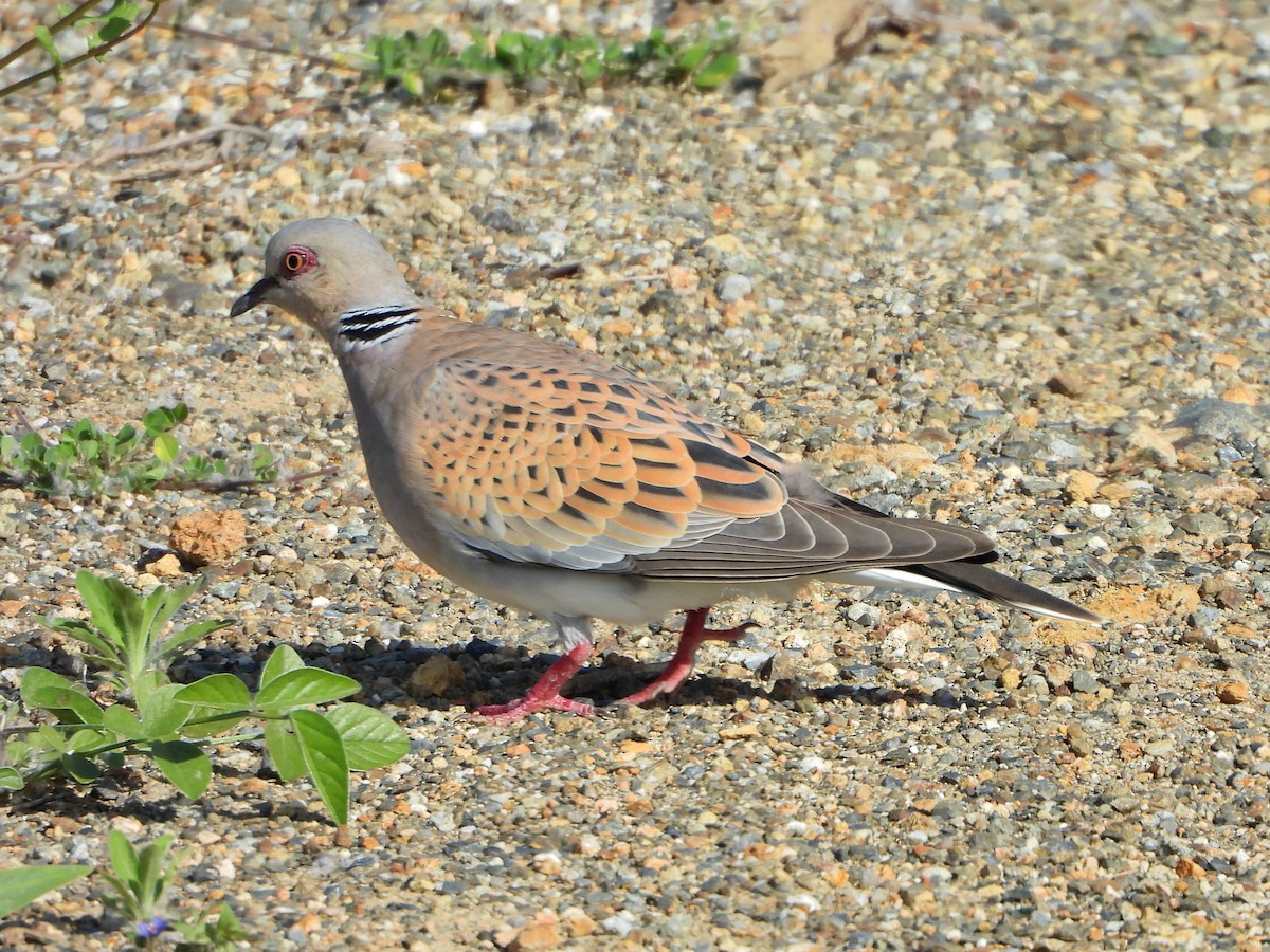 European Turtle-Dove - ML447960081