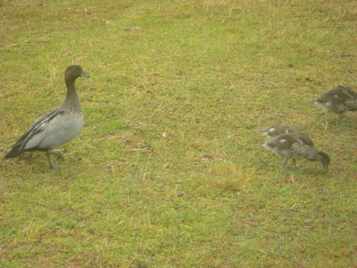 Maned Duck - ML44796231