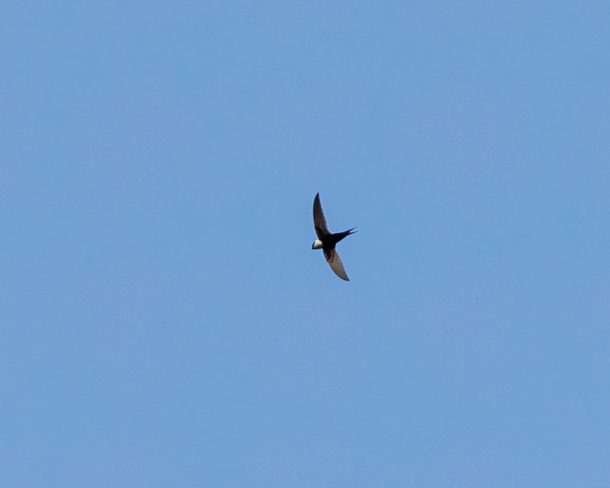 Lesser Swallow-tailed Swift - ML447962701