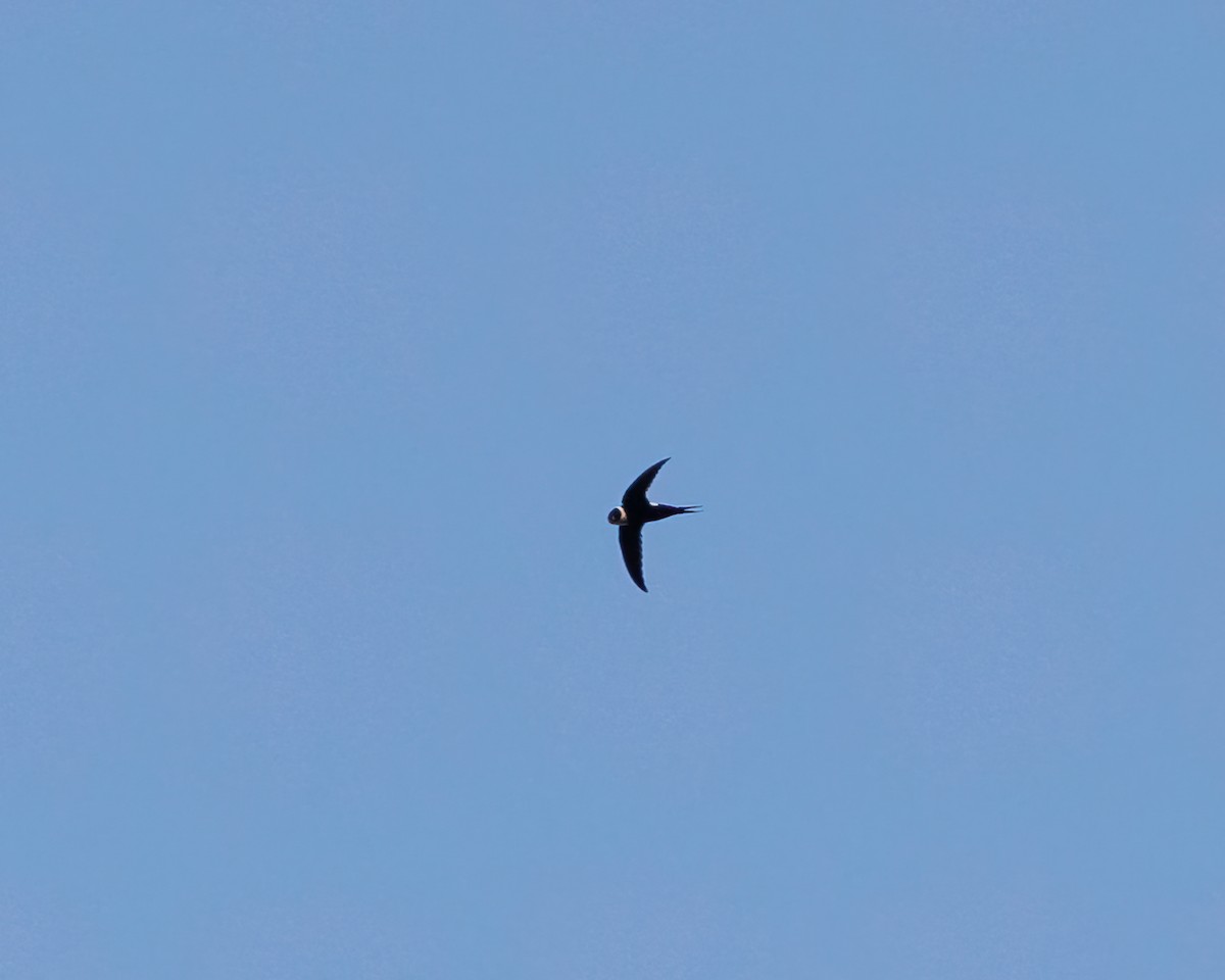 Lesser Swallow-tailed Swift - ML447962721
