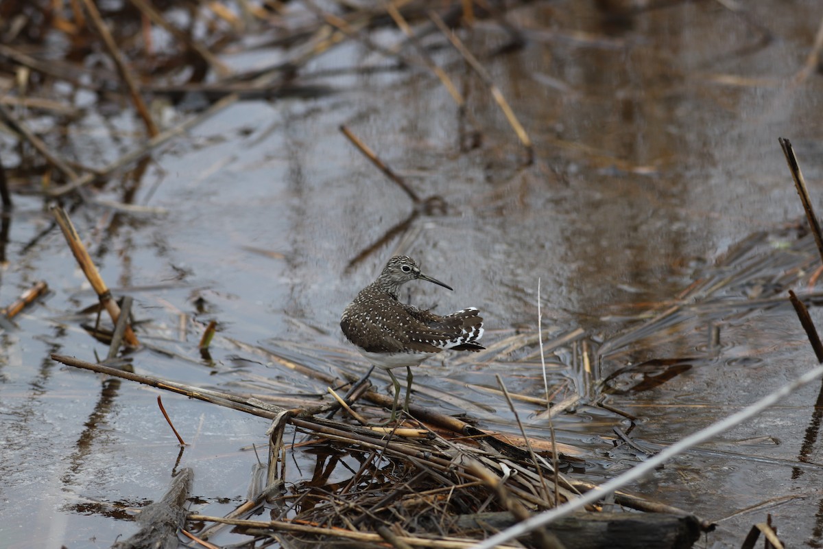 Solitary Sandpiper - ML447968941