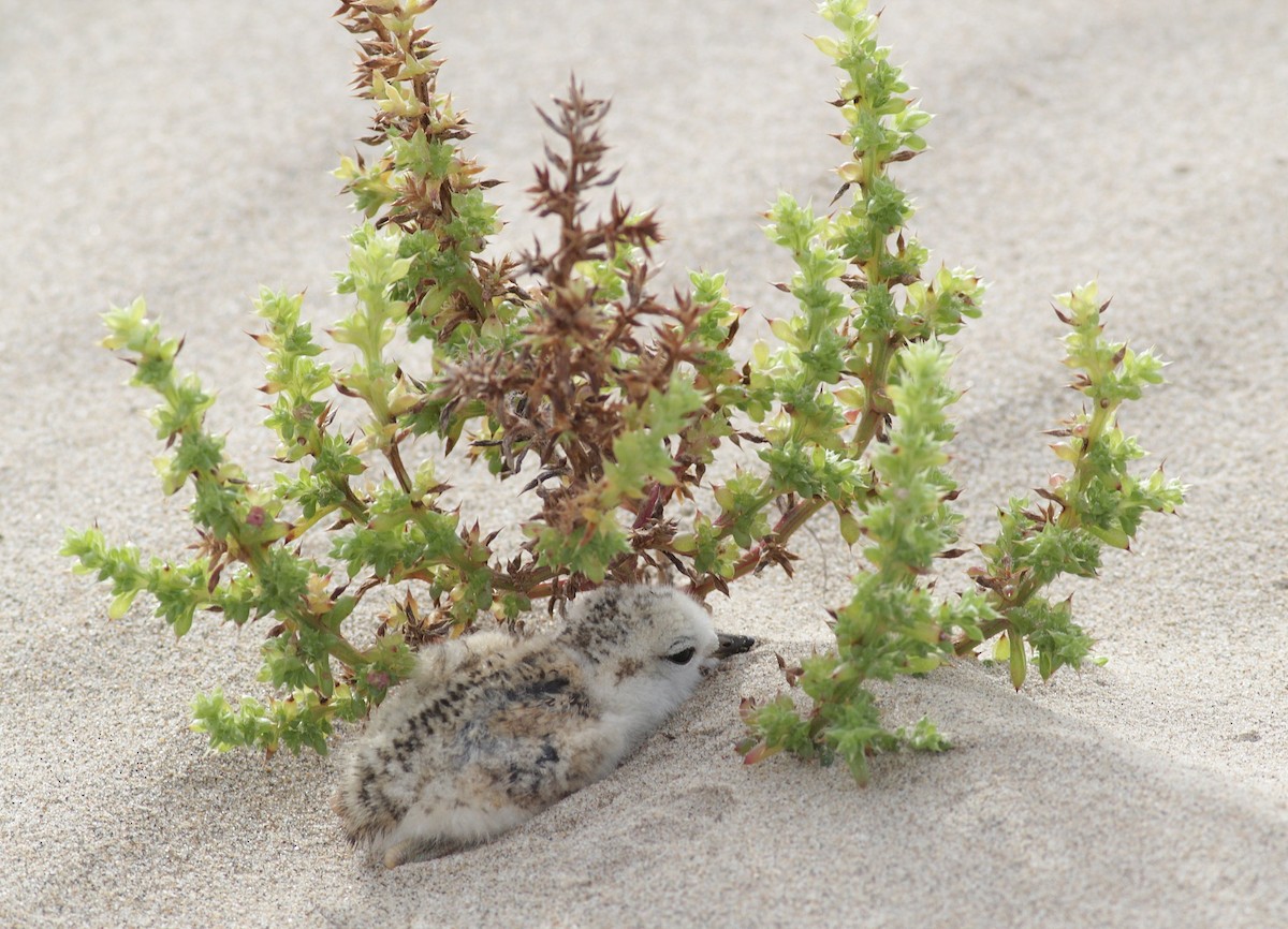 White-fronted Plover - Alex Lamoreaux