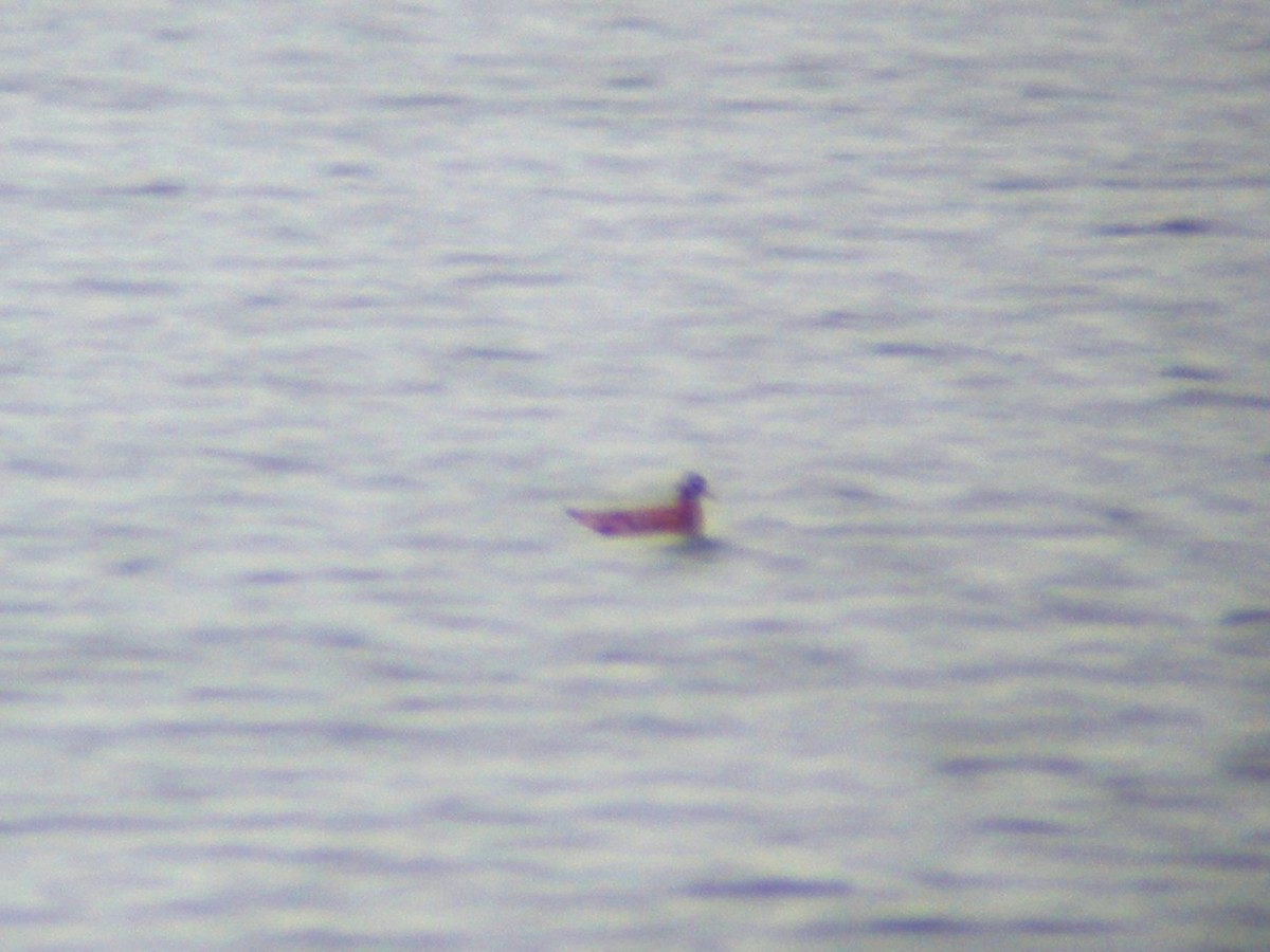 Red Phalarope - ML44796951