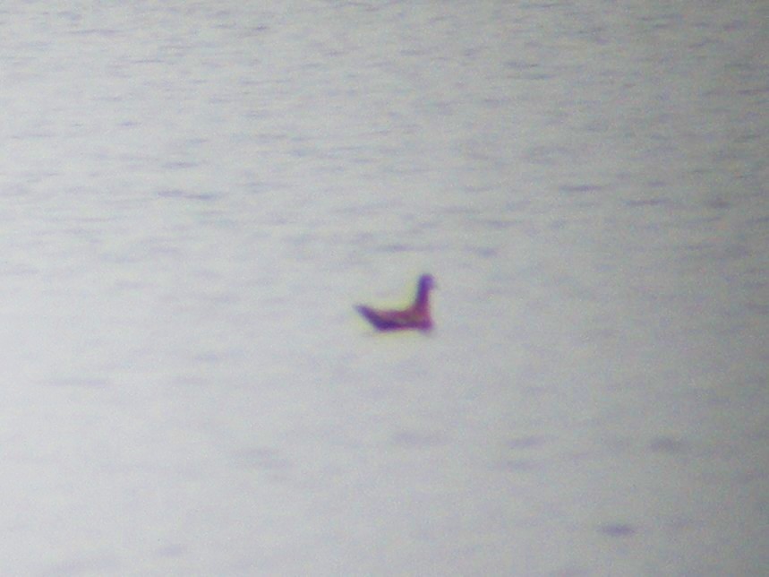 Red Phalarope - ML44796981