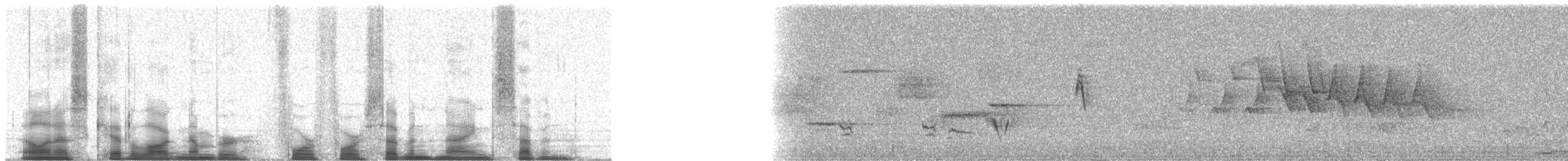 Moucherolle vermillon (groupe mexicanus) - ML44797