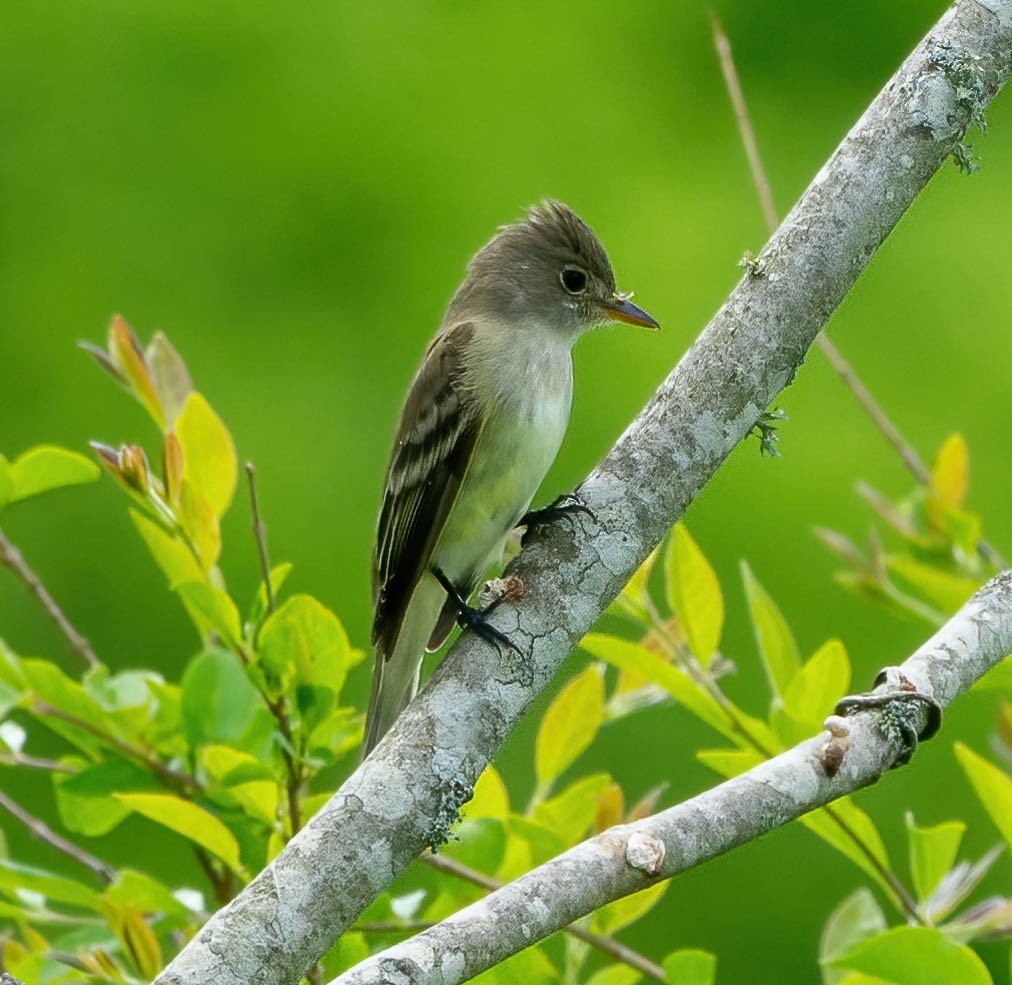 Willow Flycatcher - ML447970491