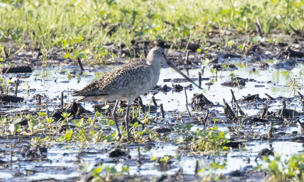 Marbled Godwit - ML447973251