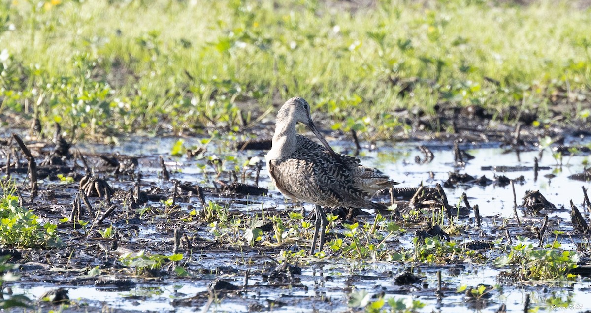 Marbled Godwit - ML447973271