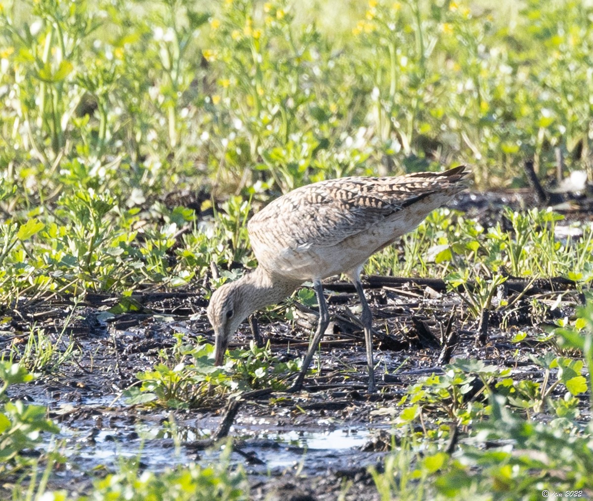 Marbled Godwit - ML447973321