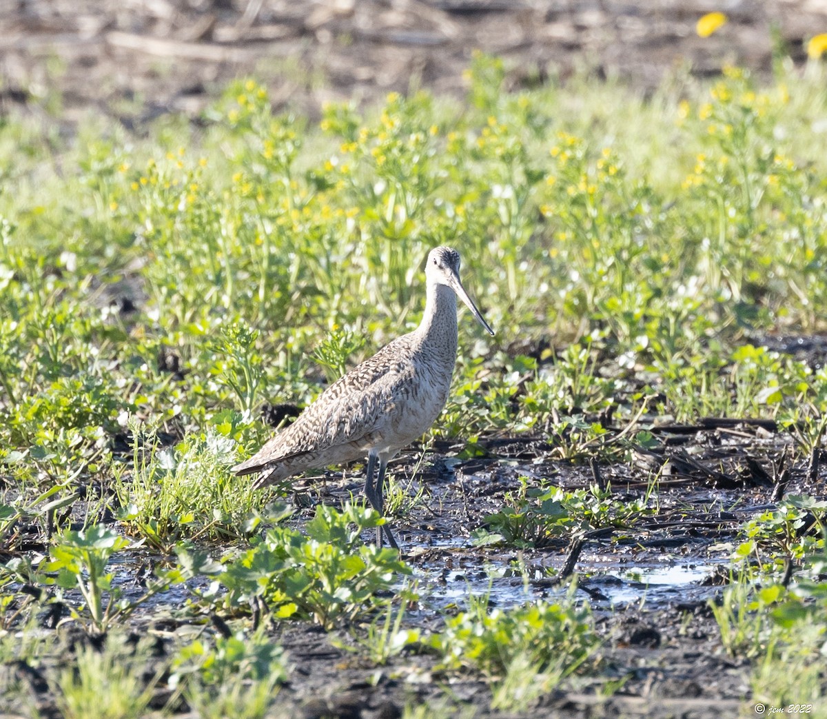 Marbled Godwit - ML447973351