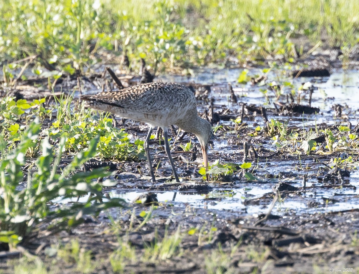 Marbled Godwit - ML447973361