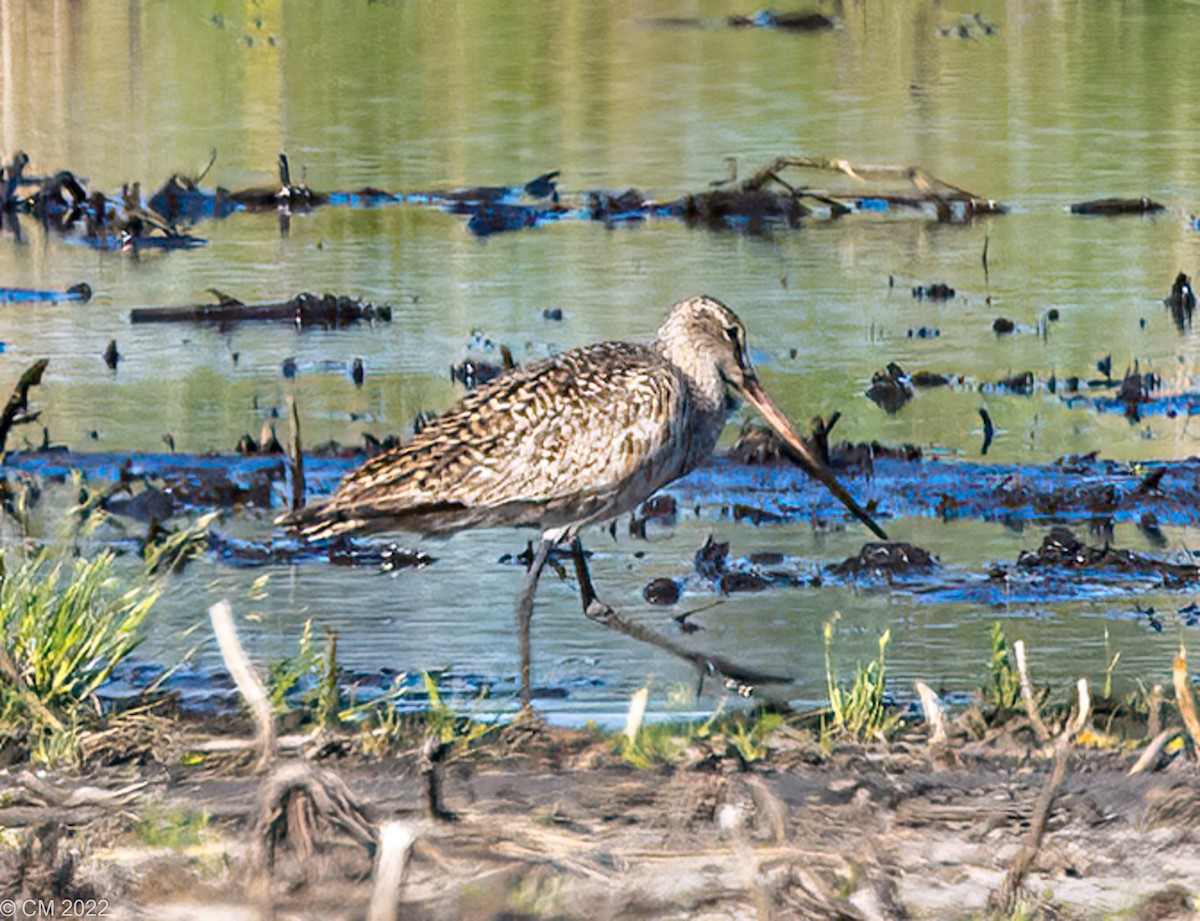 Marbled Godwit - ML447973391