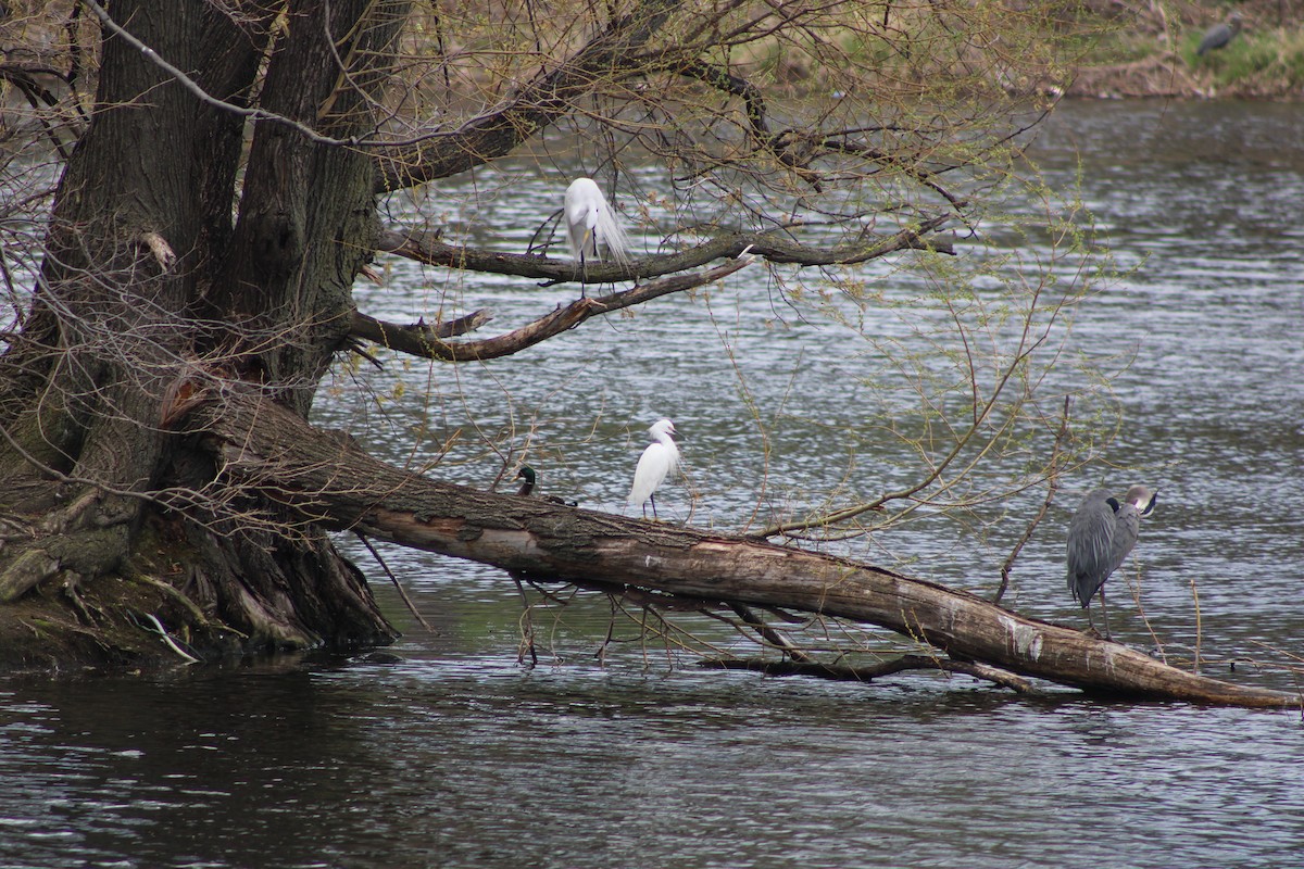 Snowy Egret - ML447973611