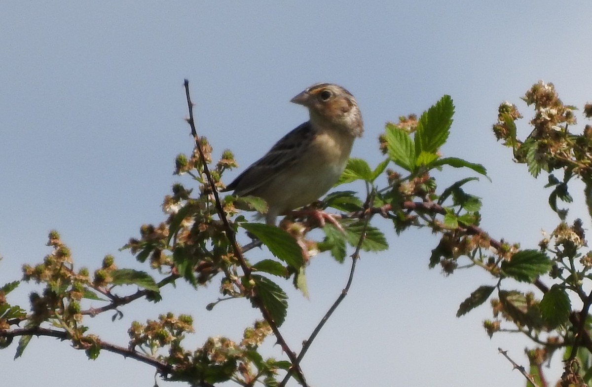 Grasshopper Sparrow - ML447974051