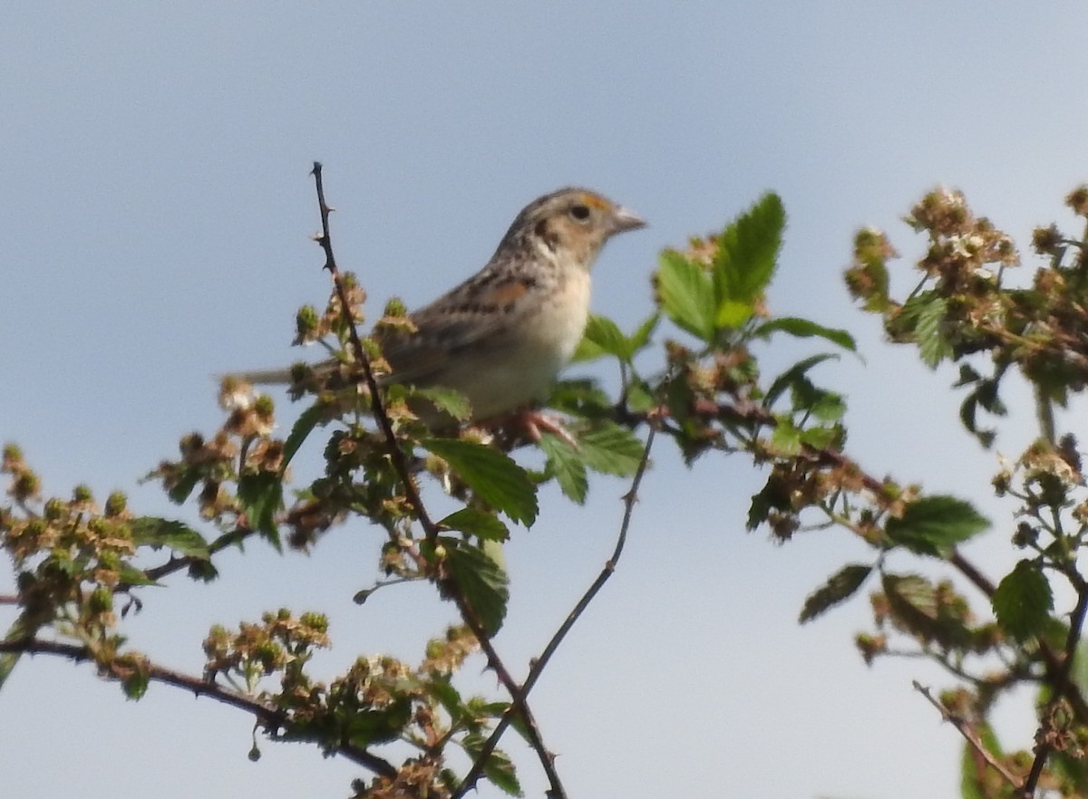 Grasshopper Sparrow - ML447974061