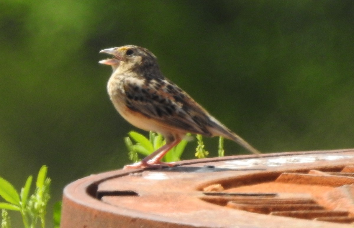 Grasshopper Sparrow - ML447974071