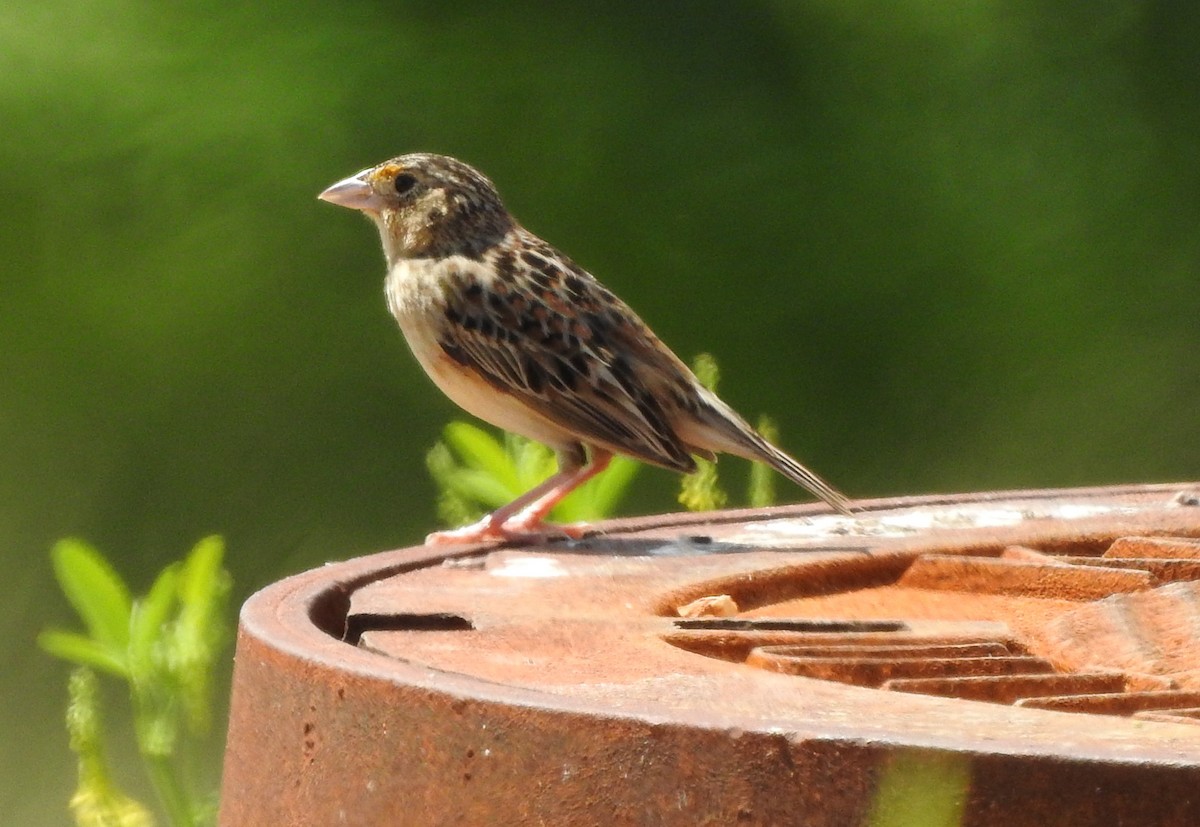 Grasshopper Sparrow - ML447974081