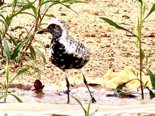 Black-bellied Plover - ML447974131