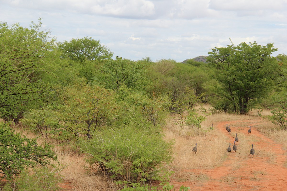 Pintada Común - ML44797451