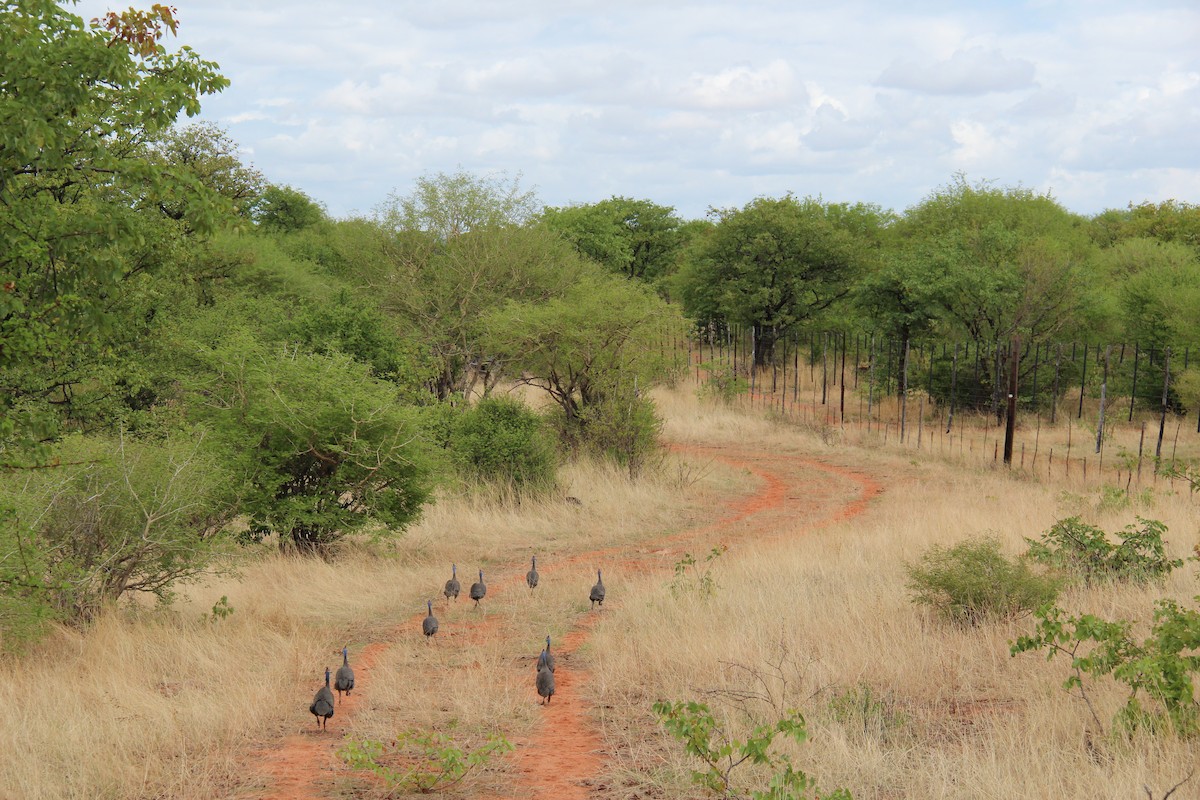 Helmeted Guineafowl - ML44797461