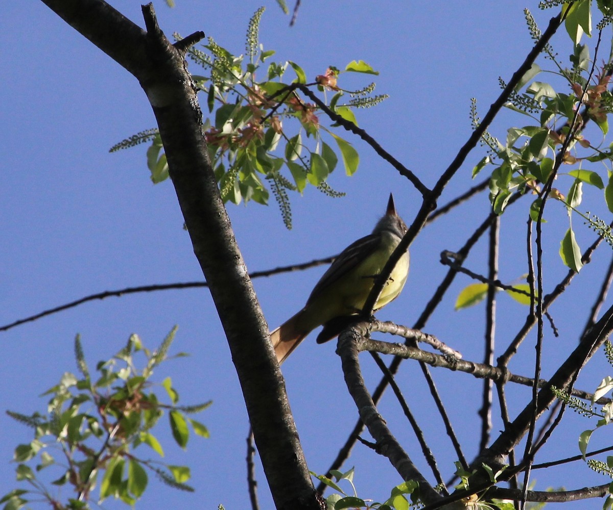 Great Crested Flycatcher - ML447975121