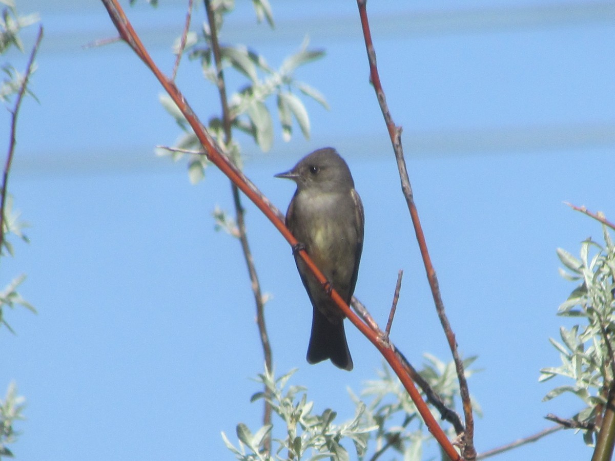 Western Wood-Pewee - Tanja Britton