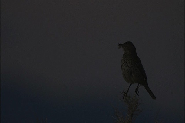 Sage Thrasher - ML447976