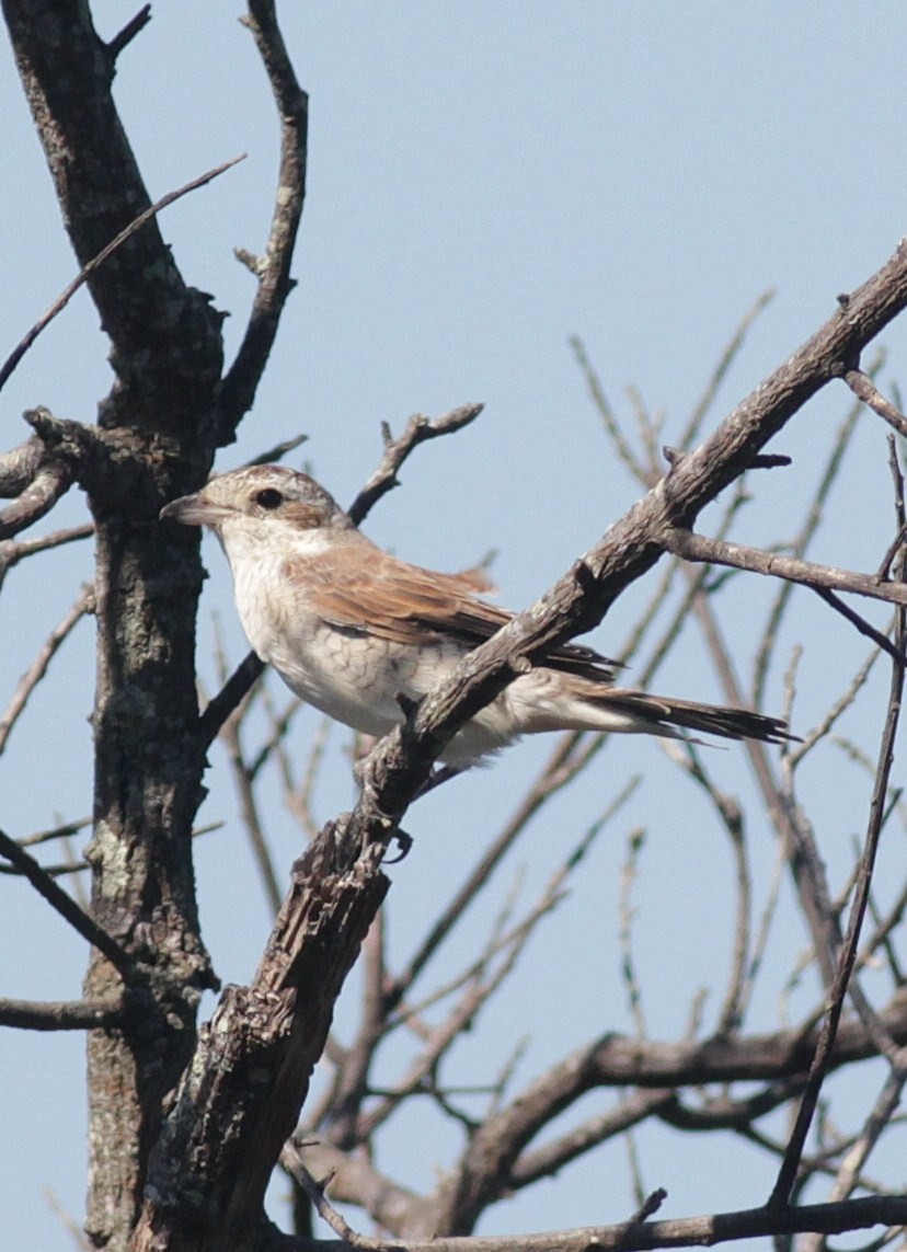 Red-backed Shrike - Alex Lamoreaux