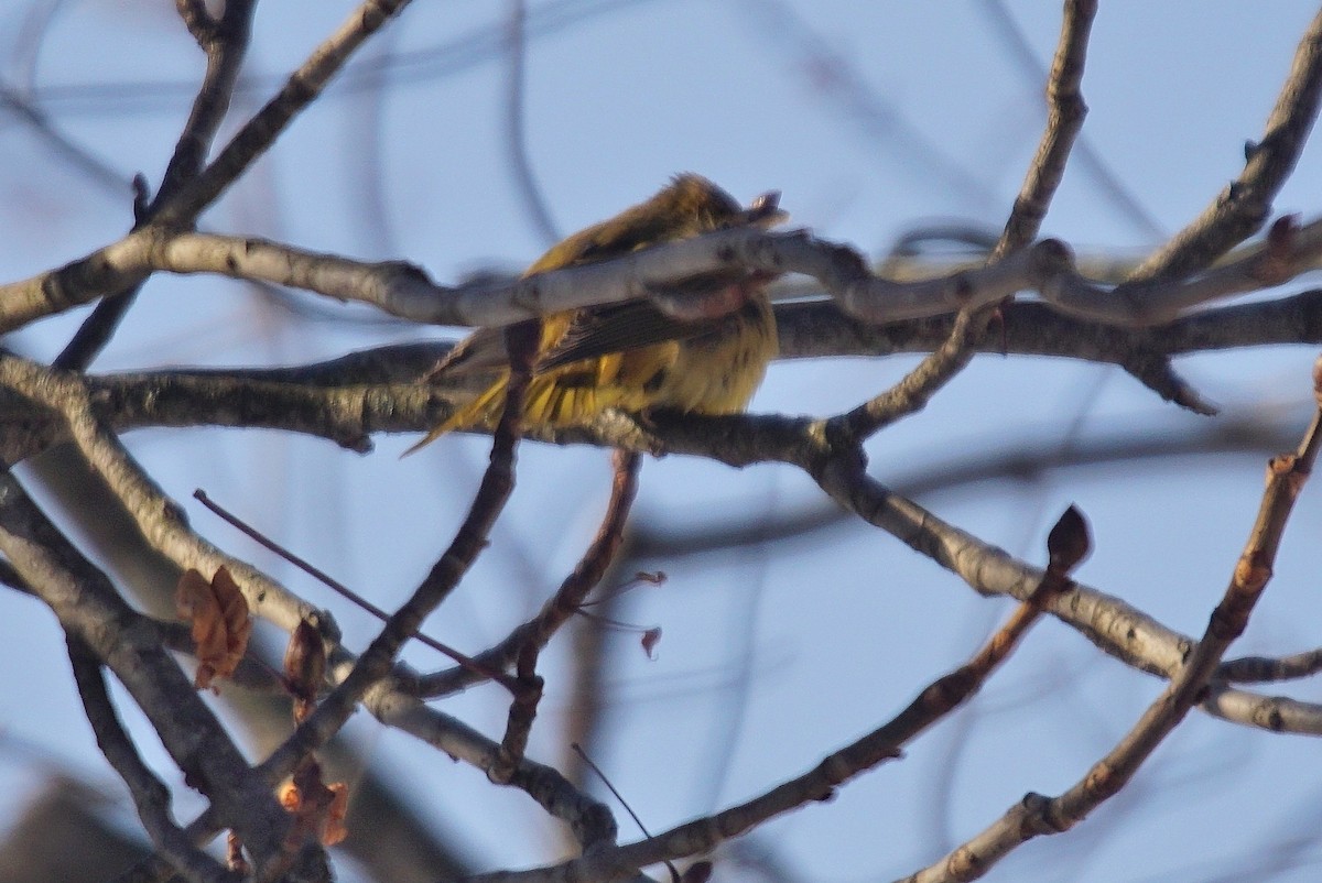 Summer Tanager - ML44797831