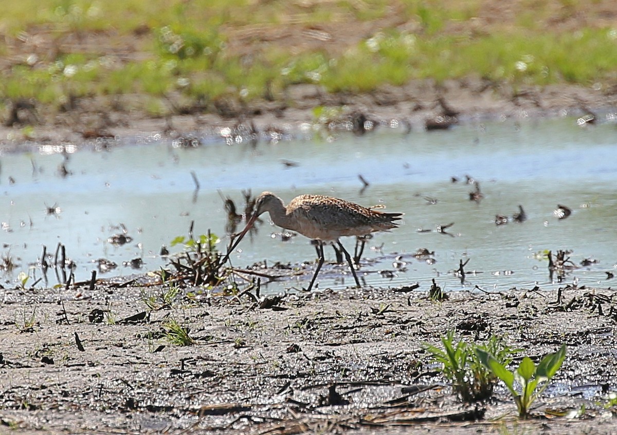 Marbled Godwit - ML447978581