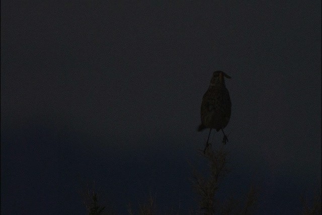 Sage Thrasher - ML447979