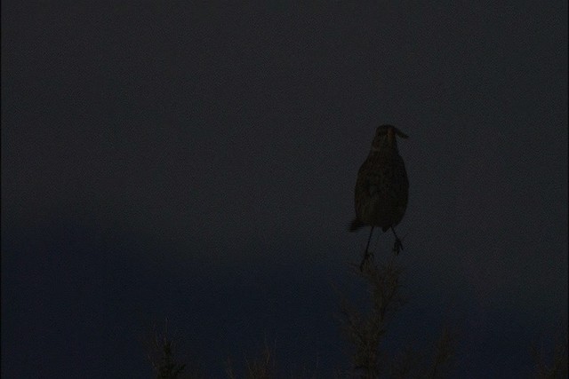 Sage Thrasher - ML447979