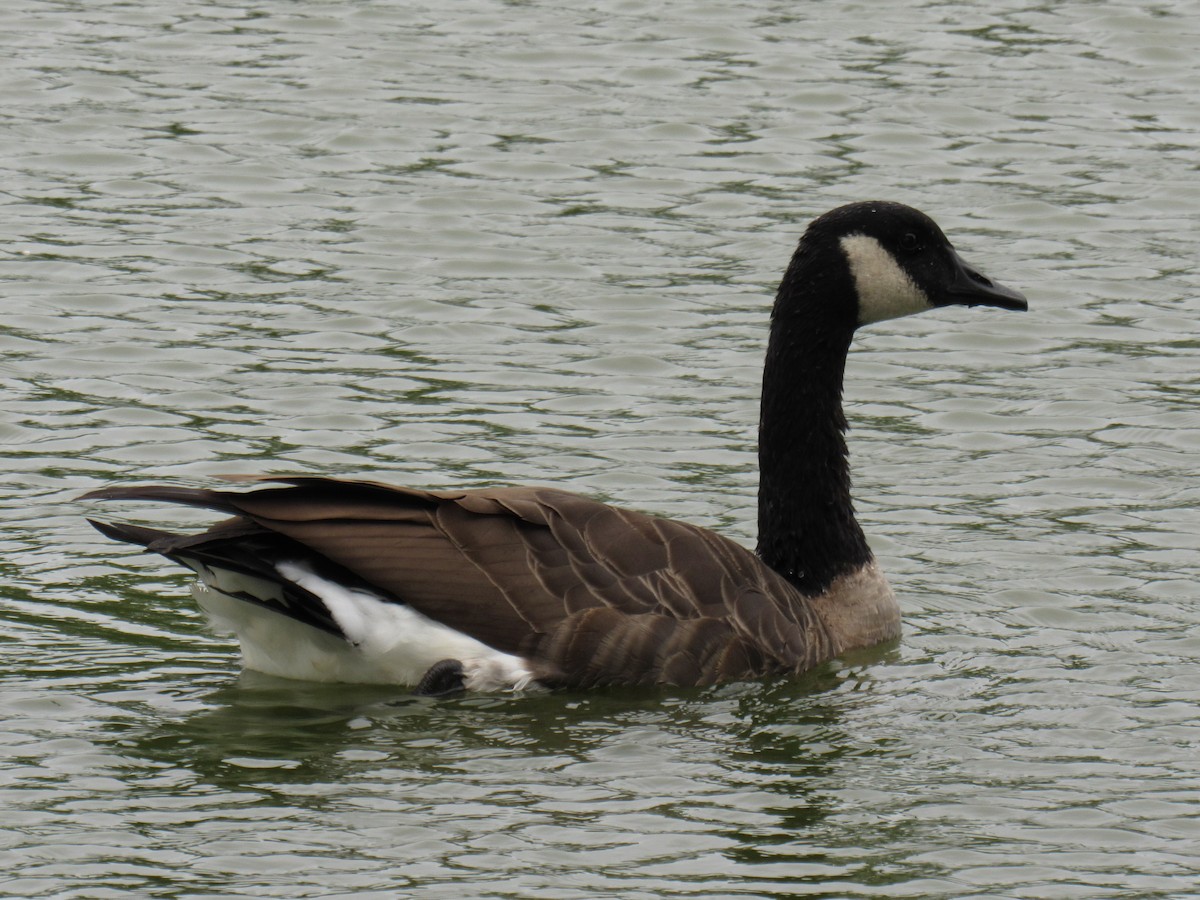 Canada Goose - ML447979241