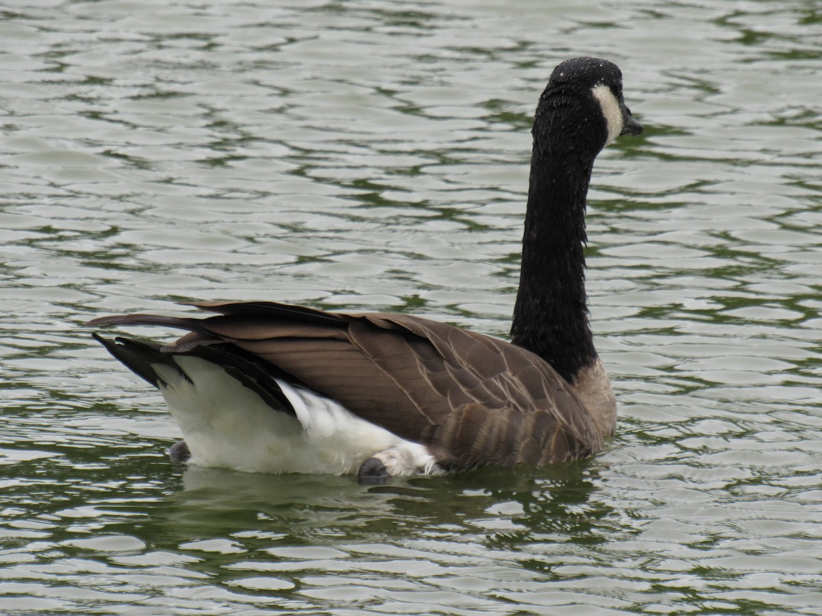 Canada Goose - ML447979261