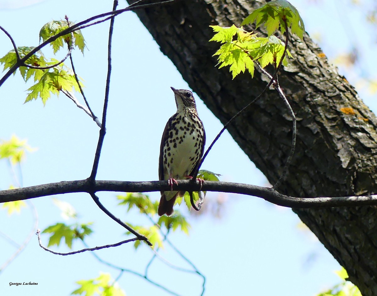 Wood Thrush - ML447979471