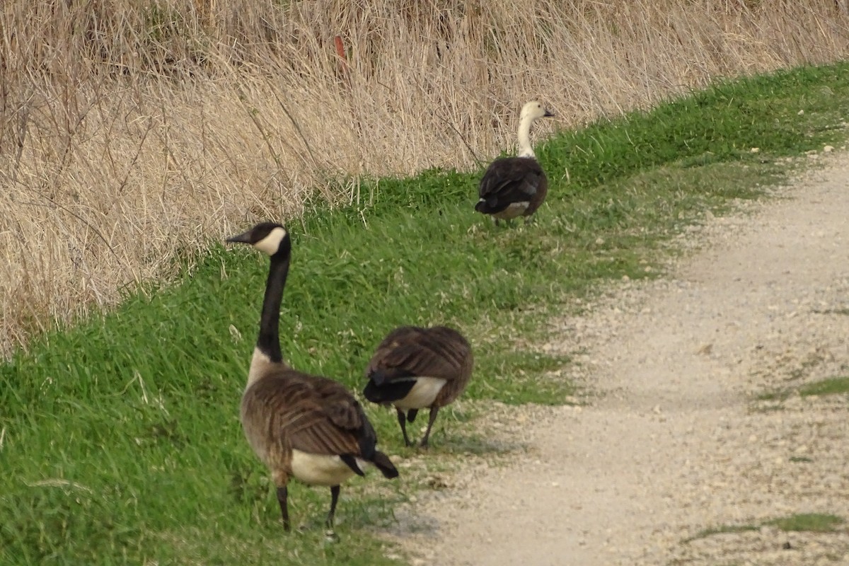 tanımsız kaz (Anser/Branta sp.) - ML447980271