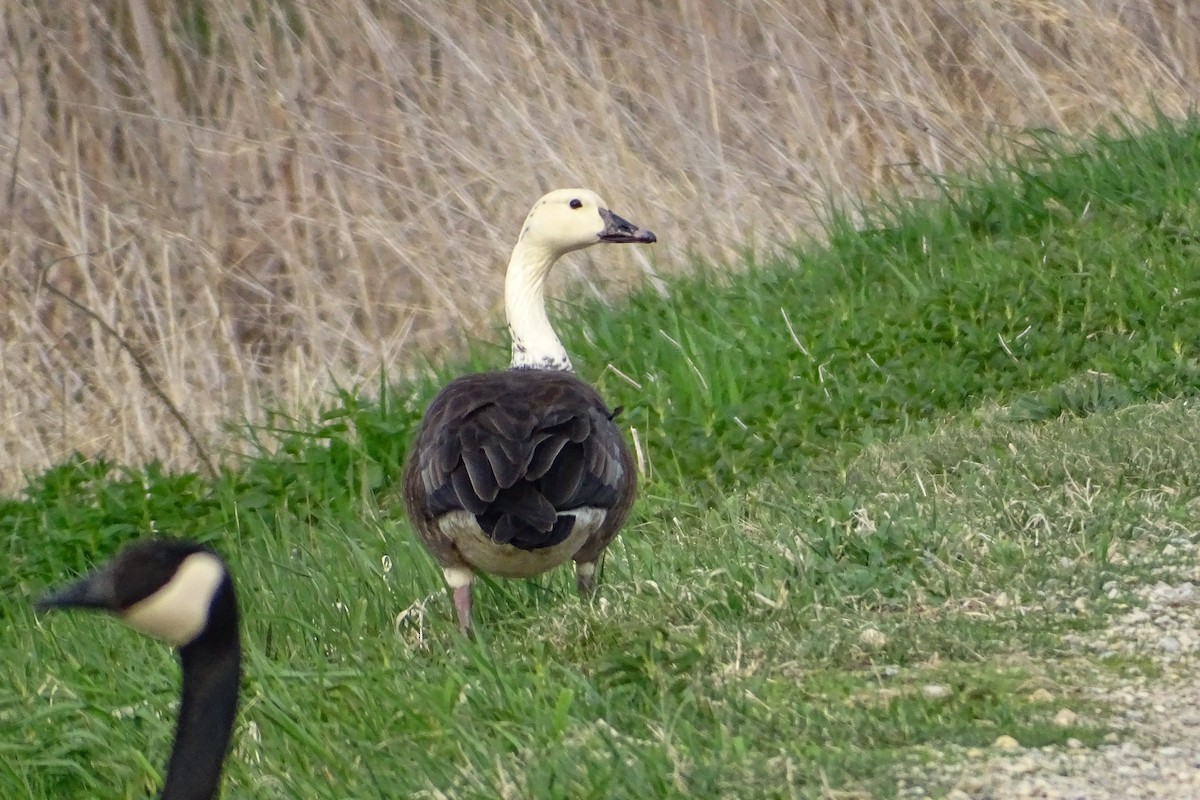 tanımsız kaz (Anser/Branta sp.) - ML447980281