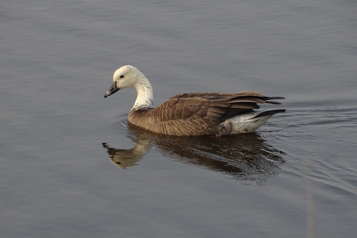 tanımsız kaz (Anser/Branta sp.) - ML447980291