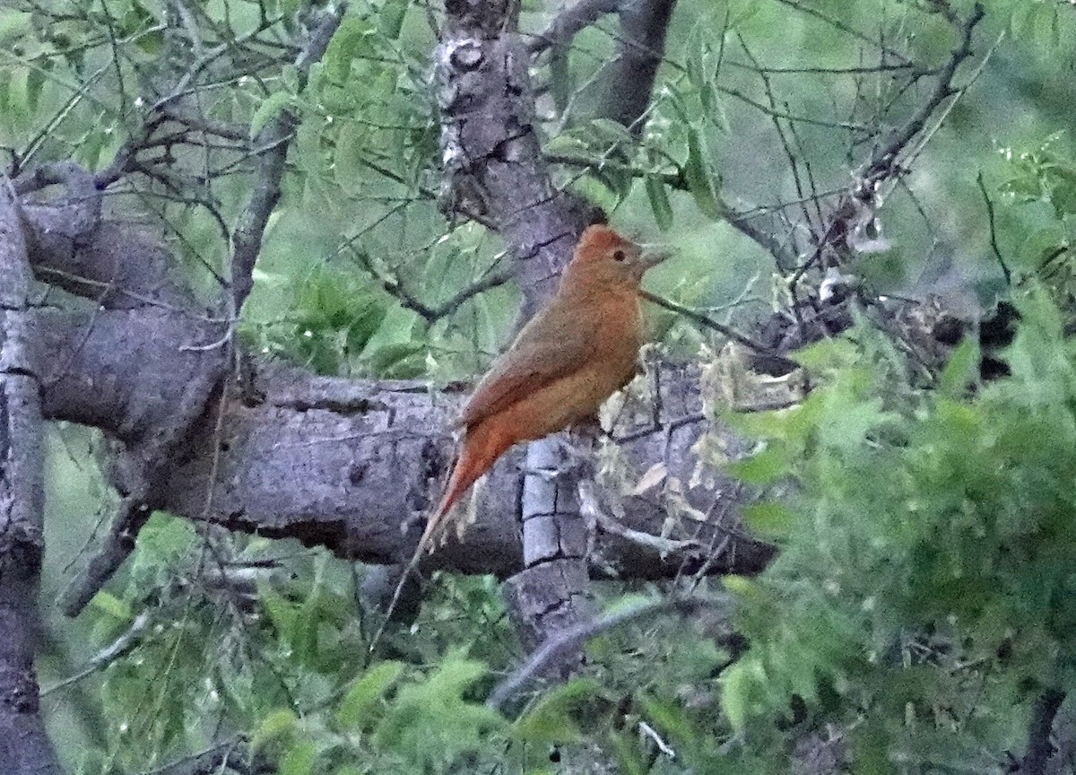 Summer Tanager - ML447980401