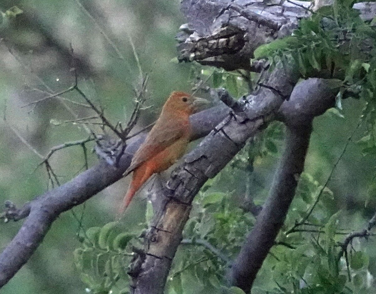 Summer Tanager - Cathy Beck