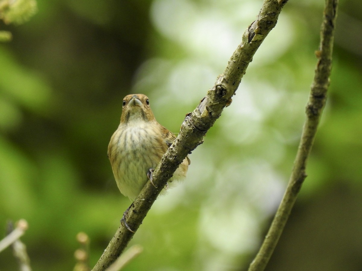 Indigo Bunting - ML447981351